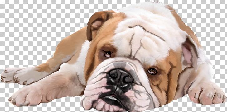 Dog Puppy Pet PNG, Clipart, Animals, Arama, Australian Bulldog, Bri, Bulldog Free PNG Download