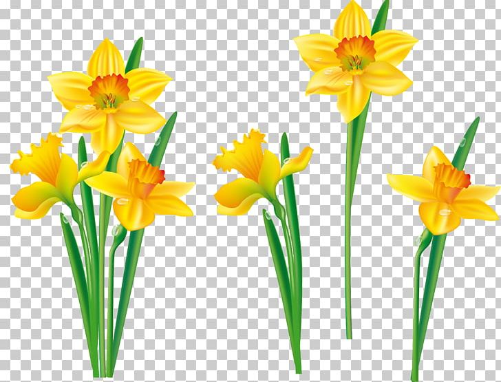 Flower Daffodil Tulip PNG, Clipart, Amaryllis Family, Bulb, Clip Art, Cut Flowers, Daffodil Free PNG Download