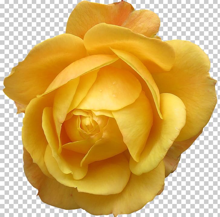Orpington Chicken Yellow Flower Rose Stock.xchng PNG, Clipart, Big Ben, Big Sale, Classic, Closeup, Color Free PNG Download