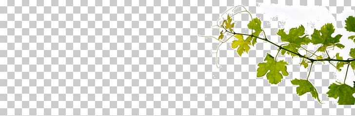 White Wine Common Grape Vine Fortified Wine PNG, Clipart, Branch, Common Grape Vine, Computer Wallpaper, Flora, Flowering Plant Free PNG Download