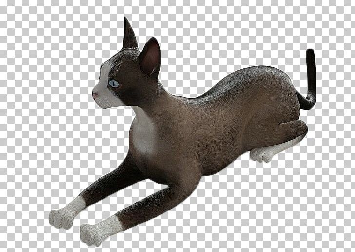 Abyssinian Whiskers Kitten Tiger 3D Computer Graphics PNG, Clipart, 3d Computer Graphics, Abyssinian, Animal, Animals, Autodesk 3ds Max Free PNG Download