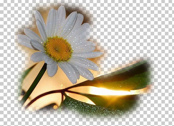 Art Painting Still Life Craft PNG, Clipart, Art, Birthday, Canvas, Craft, Daisy Free PNG Download
