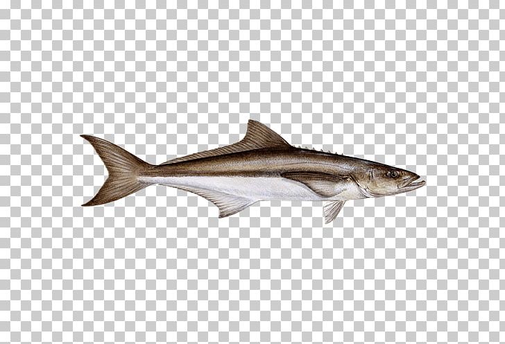 Cobia Destin Fish Water Grouper PNG, Clipart, Anchovy, Aquatic Animal, Cartilaginous Fish, Cobia, Cod Free PNG Download