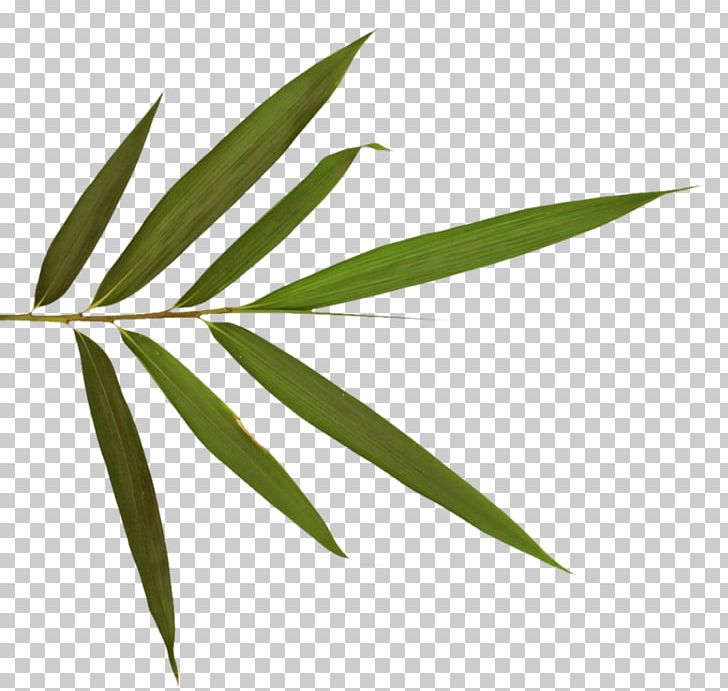 Leaf Bamboo Plant Stem Digital PNG, Clipart, 5 B, Ahmad, Antimony, Bamboo, Db 5 Free PNG Download