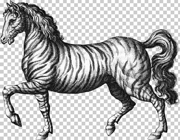 Tiger Mustang Stallion Quagga Mane PNG, Clipart, Airship Watercolor, Animal, Animal Figure, Animals, Art Free PNG Download