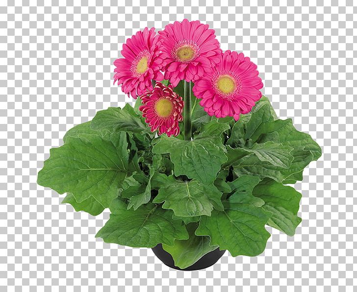 Transvaal Daisy Chrysanthemum Cut Flowers Floral Design Flowerpot PNG, Clipart, Annual Plant, Chrysanthemum, Chrysanths, Cut Flowers, Daisy Free PNG Download