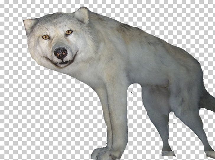 Gray Wolf Snowflake PNG, Clipart, Black White, Body, Carnivoran, Cartoon, Computer Network Free PNG Download