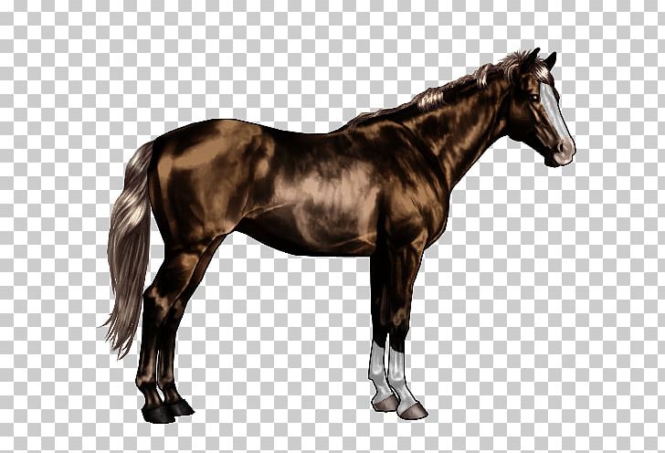 Thoroughbred American Quarter Horse Canadian Horse Appaloosa Friesian Horse PNG, Clipart, American Quarter Horse, Appaloosa, Arabian Horse, Bridle, Canadian Horse Free PNG Download