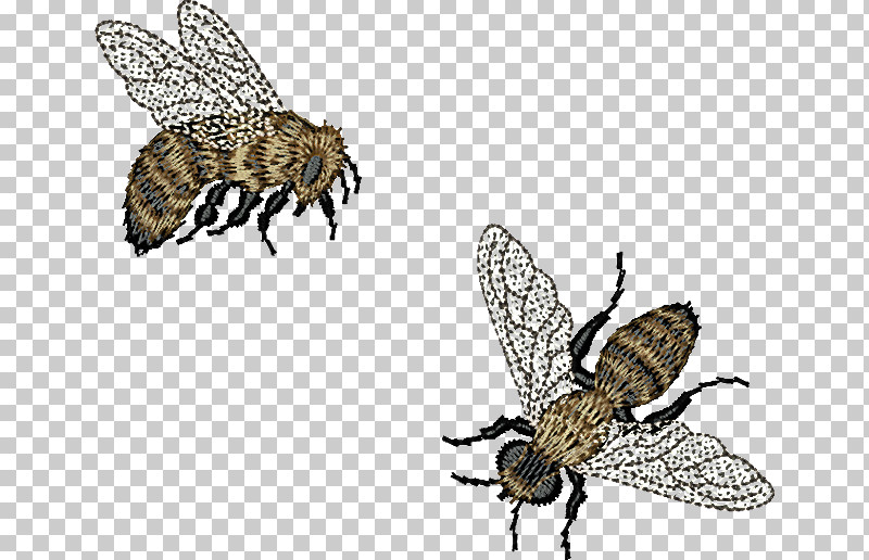 Bumblebee PNG, Clipart, Apidae, Beehive, Bee Pollen, Bees, Bumblebee Free PNG Download