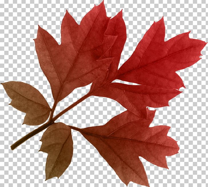 Autumn Leaf Color PNG, Clipart, Autumn, Autumn Leaf Color, Autumn Leaves, Autumn Png Leaf, Color Free PNG Download