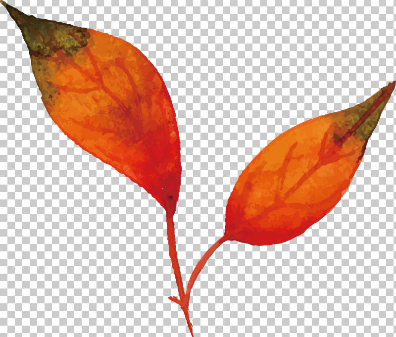 Autumn Leaf Colorful Leaf PNG, Clipart, Autumn Leaf, Biology, Colorful Leaf, Leaf, Petal Free PNG Download