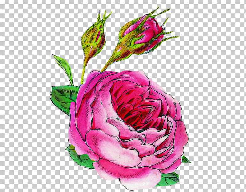 Garden Roses PNG, Clipart, China Rose, Common Peony, Cut Flowers, Floribunda, Flower Free PNG Download