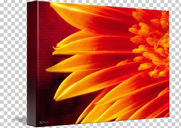 Gallery Wrap Canvas Sunflower M Transvaal Daisy Art PNG, Clipart, Art, Canvas, Closeup, Daisy Family, Flower Free PNG Download