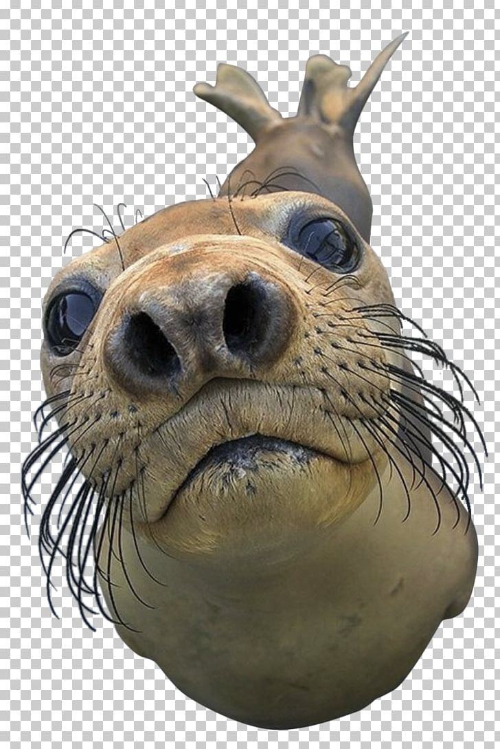 Ifunny Game Child Telephone Meme PNG, Clipart, Animals, Entertainment, Fauna, Free, Harbor Seal Png Free PNG Download