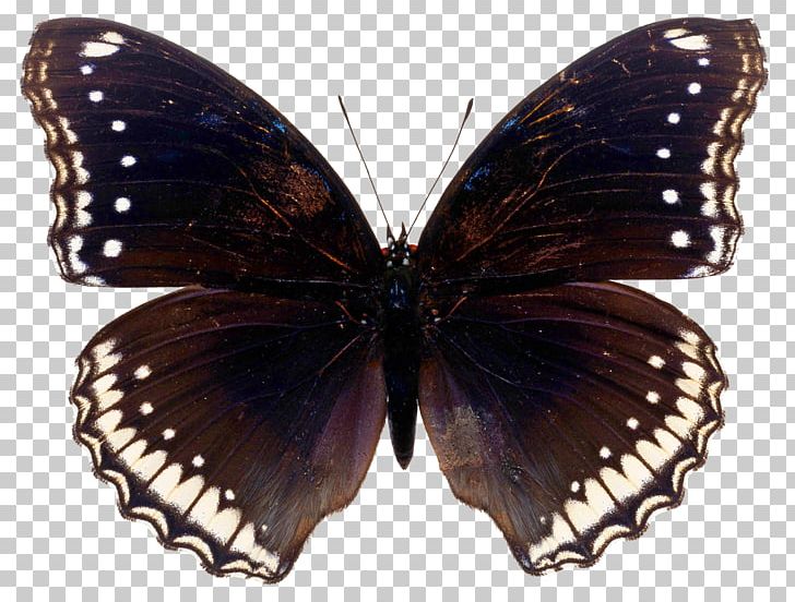 Monarch Butterfly Stock Photography Insect Swallowtail Butterfly PNG, Clipart, Arthropod, Black Butterfly, Brush Footed Butterfly, Butterfly, Color Free PNG Download