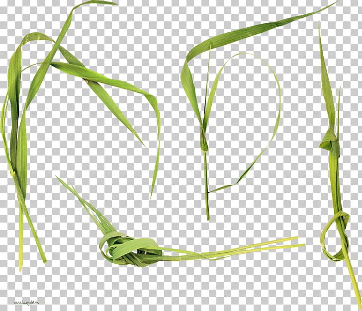 Sweet Grass Portable Network Graphics Plant Stem Megabyte PNG, Clipart, Commodity, Fresh Grass, Grass, Grass Family, Leaf Free PNG Download