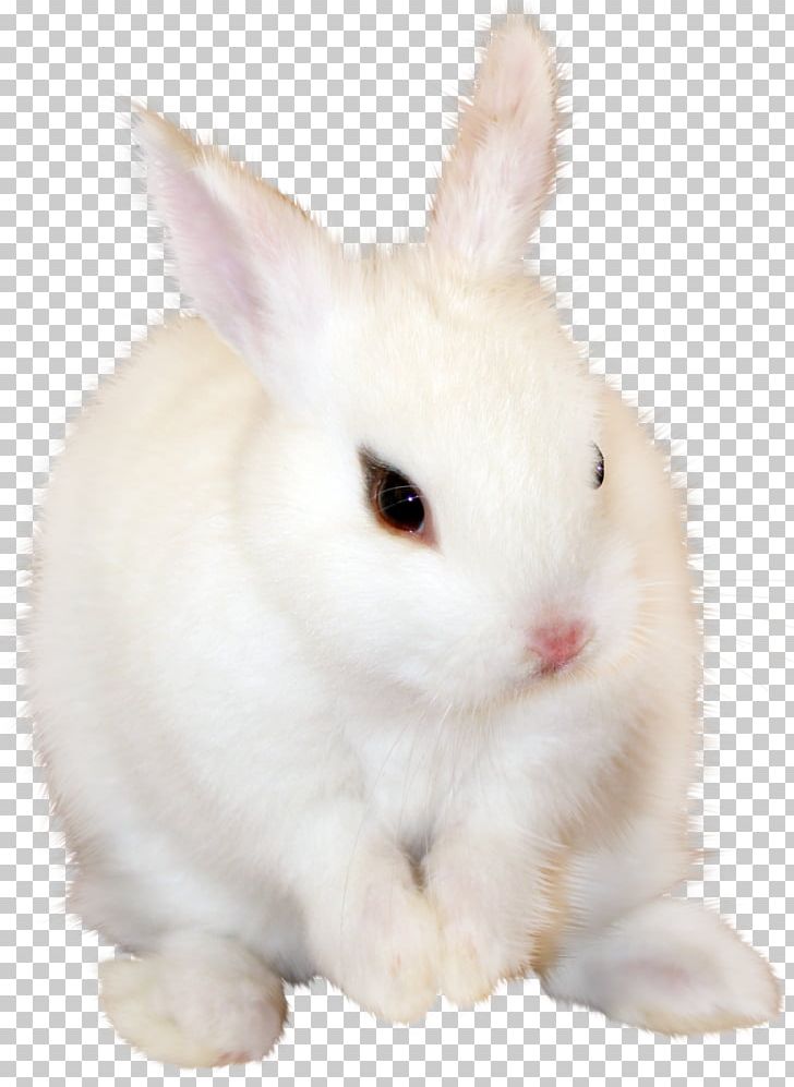 Domestic Rabbit Wikia PNG, Clipart, Animal, Animals, Clipart, Concepteur, Domestic Rabbit Free PNG Download