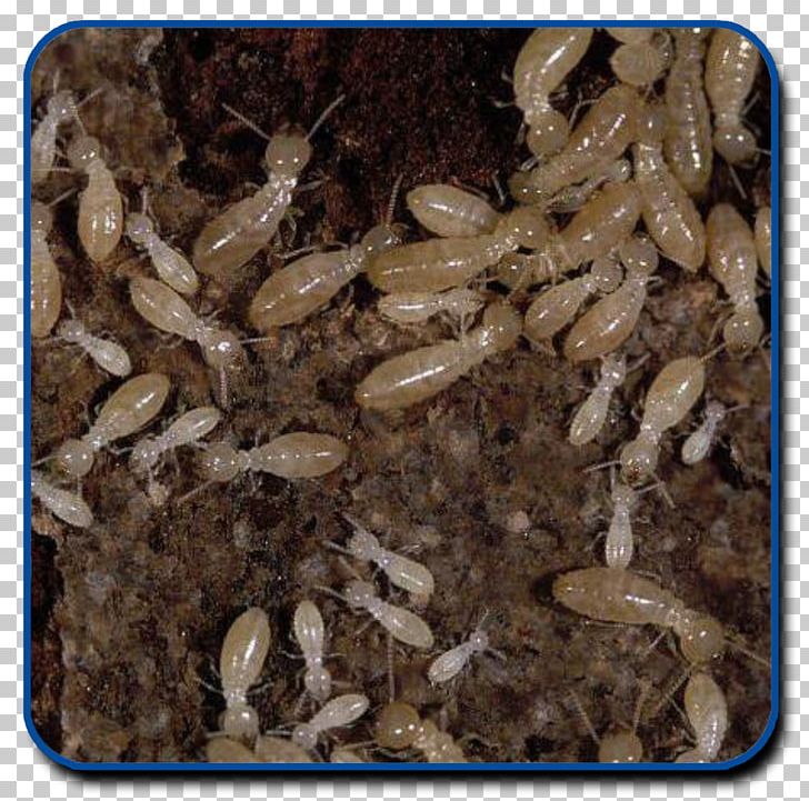 Eastern Subterranean Termite Reticulitermes Lucifugus Pest Control Les Termites PNG, Clipart, Alamy, Eastern Subterranean Termite, Essential Pest Control, Fauna, Fumigation Free PNG Download