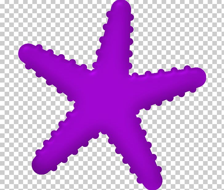 Starfish PNG, Clipart, Animals, Echinoderm, Internet Element, Invertebrate, Magenta Free PNG Download