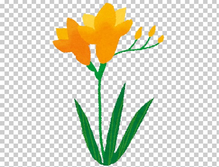 Tulip Freesia Cut Flowers PNG, Clipart, Animal, Artwork, Cut Flowers, Flora, Flower Free PNG Download