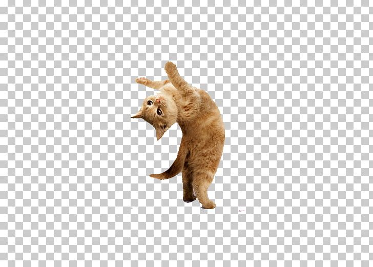 Yoga Kittens: Take Life One Pose At A Time Yoga Dogs Yoga Cats: The Purrfect Workout PNG, Clipart, Animal, Animals, Asana, Carnivoran, Cat Like Mammal Free PNG Download