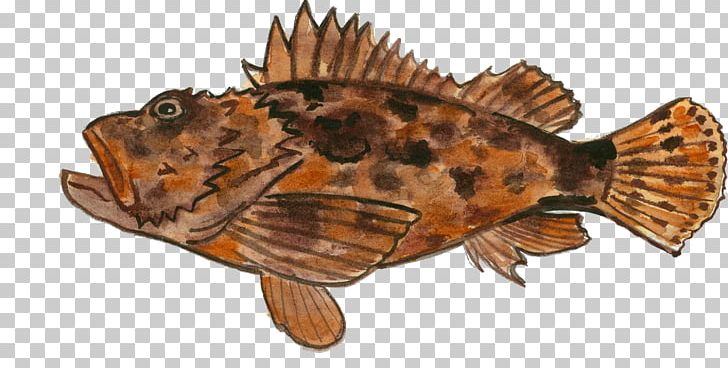 Bony Fishes Scorpaena Scrofa Black Scorpionfish Scorpaenopsis PNG, Clipart, Animal, Animal Figure, Animals, Animal Source Foods, Bony Fishes Free PNG Download