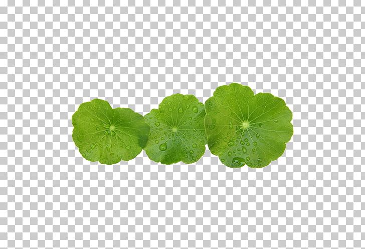 Centella Asiatica Skin Cleanser Herb Extract PNG, Clipart, Aloe, Annual Plant, Ascorbic Acid, Centella, Centella Asiatica Free PNG Download