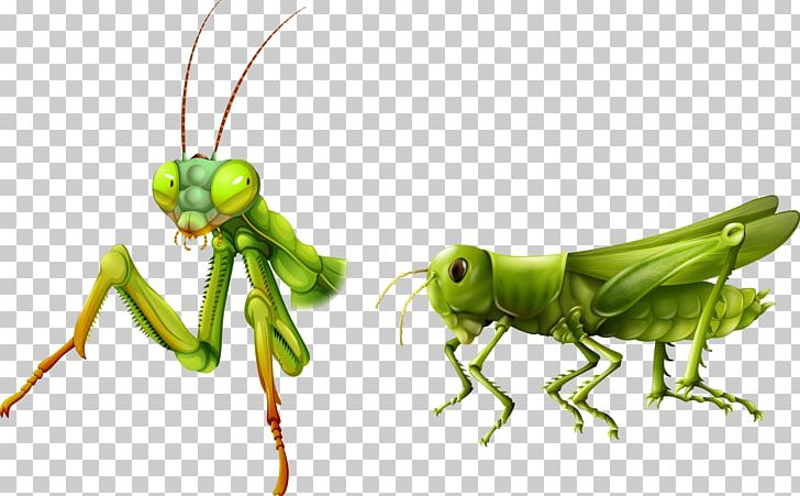 Insect Illustration PNG, Clipart, Animals, Arthropod, Cri, Cricket, Fauna Free PNG Download