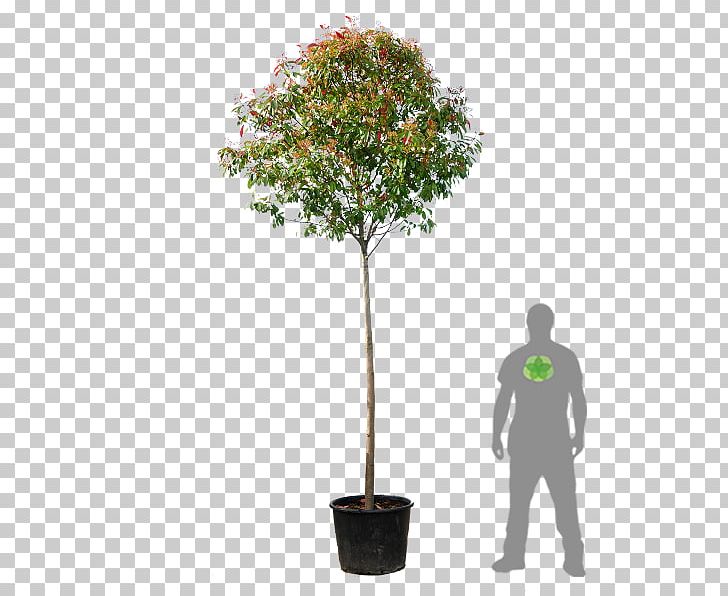Red Tip Photinia Southern Magnolia Shrub Evergreen Hedge PNG, Clipart, Bonsai, Branch, Broadleaved Tree, European Hornbeam, Evergreen Free PNG Download
