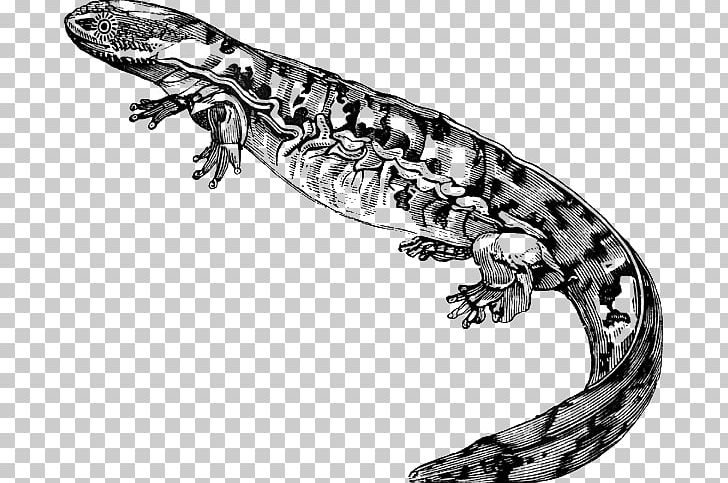 Salamanders And Newts Salamanders And Newts Lizard PNG, Clipart, Amphibian, Andrias, Animals, Black, Black And White Free PNG Download