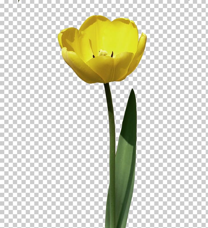 Tulip Flower Bouquet Garden Roses PNG, Clipart, Cartoon Flower, Color, Computer Icons, Cut Flowers, Digital Image Free PNG Download