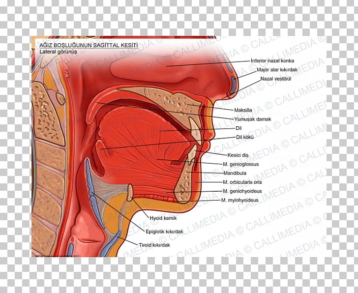 Anatomy Human Mouth Sagittal Plane Soft Palate PNG, Clipart, Anatomy, Blood Vessel, Cheek, Chin, Diagram Free PNG Download
