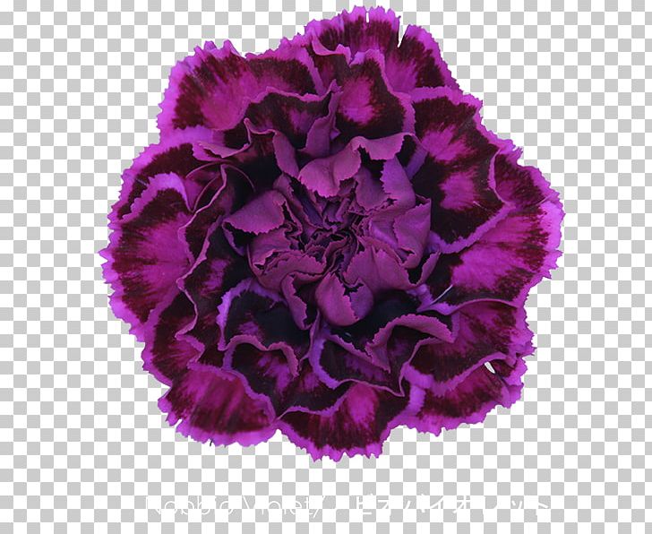 Carnation Cut Flowers Violet Dianthus Chinensis PNG, Clipart, Arumlily, Carnation, Color, Cut Flowers, Dianthus Chinensis Free PNG Download