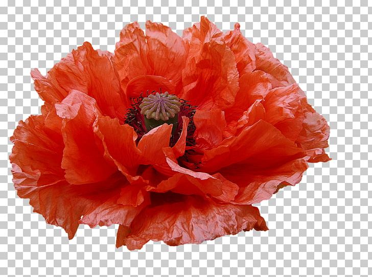 Flower Common Poppy Peony Petal PNG, Clipart, Carnation, Closeup, Color, Common Poppy, Coquelicot Free PNG Download