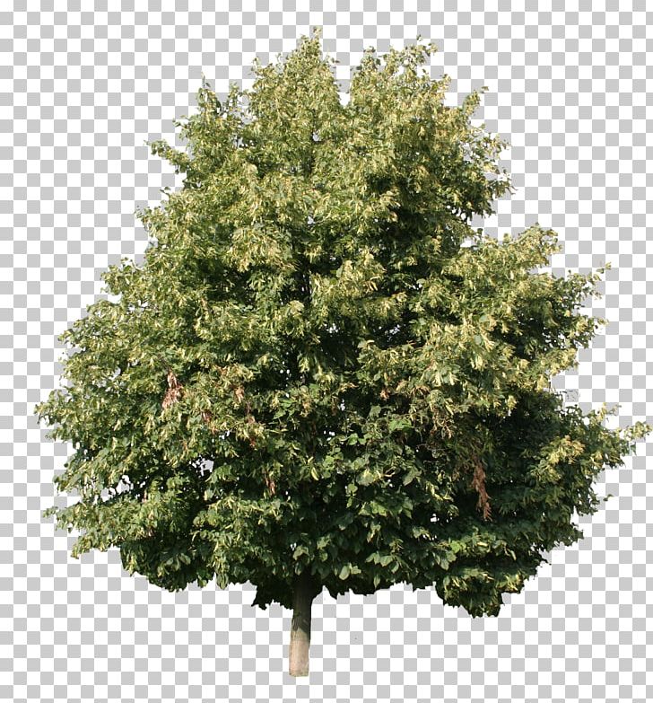 Tree Woody Plant Shrub Maple PNG, Clipart, Alder, Arborvitae, Birch, Cottonwood, Evergreen Free PNG Download