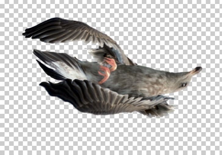 Bird Goose Stock Photography PNG, Clipart, Animals, Beak, Bird, Computer Icons, Download Free PNG Download