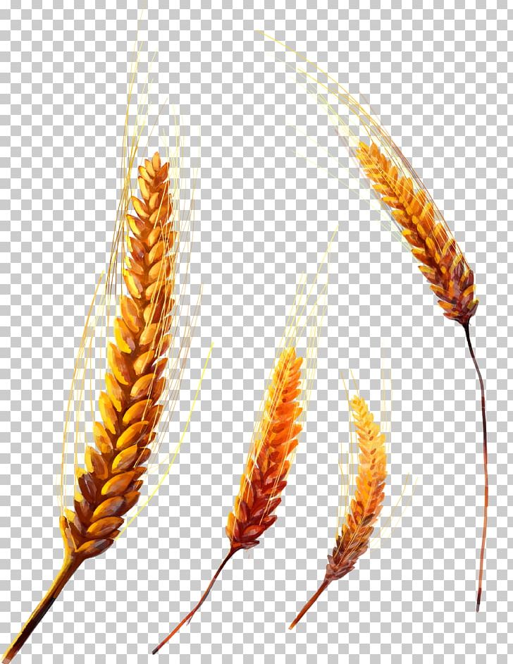 Grasses Grain Cereal Food PNG, Clipart, Bread, Cereal, Commodity, Common Wheat, Ear Free PNG Download