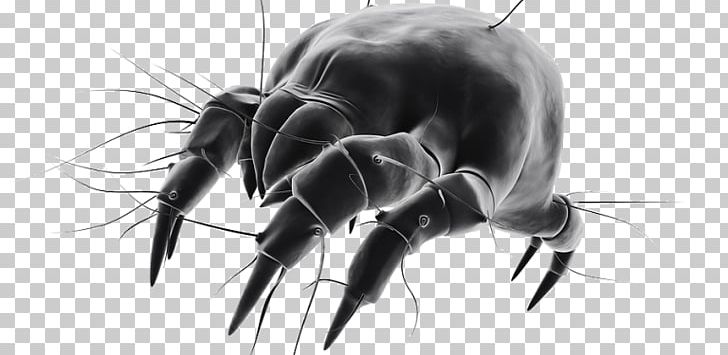 House Dust Mites Cockroach Pest PNG, Clipart, Allergen, Allergy, Animal, Animals, Arachnid Free PNG Download