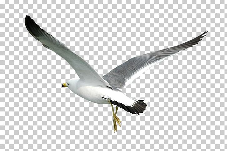 Bird Laridae Common Gull PNG, Clipart, Animals, Beak, Creative, Ducks Geese And Swans, Fauna Free PNG Download