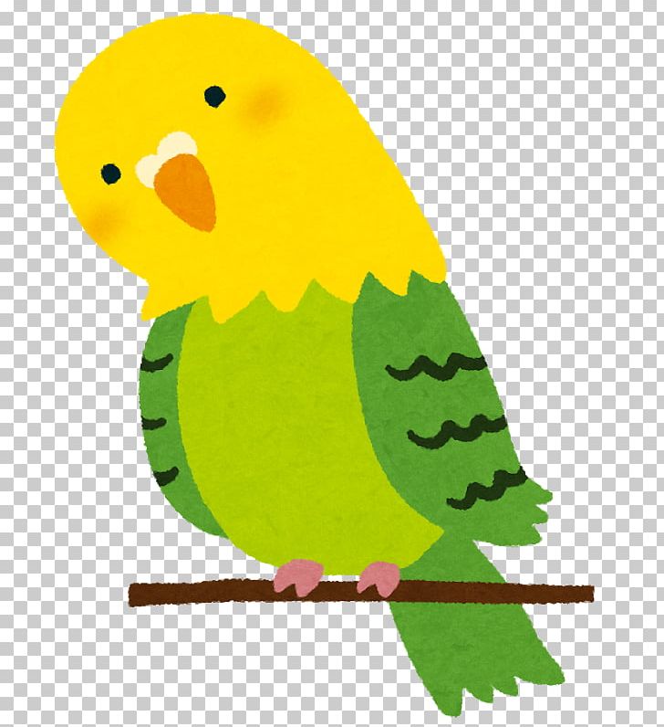 Budgerigar Parrots Bird Cockatiel Cat PNG, Clipart, Animal, Animals, Beak, Bird, Budgerigar Free PNG Download