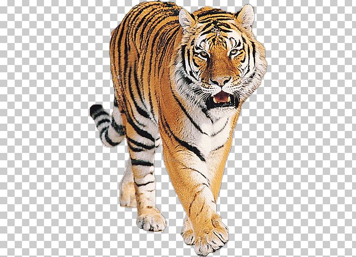 Tiger Roaring PNG, Clipart, Animals, Tigers Free PNG Download