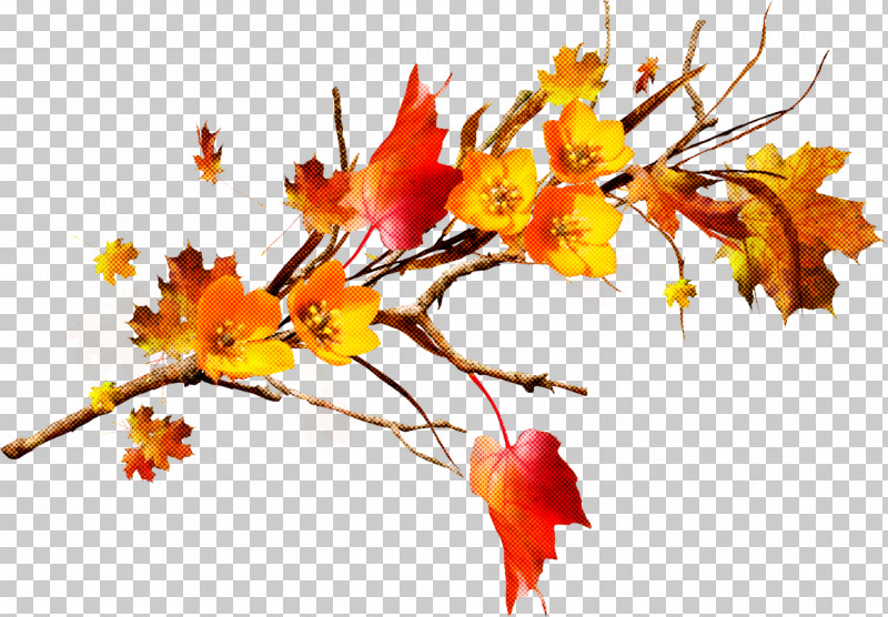 Leaf Branch Tree Yellow Plant PNG, Clipart, Autumn, Branch, Flower, Leaf, Maple Free PNG Download