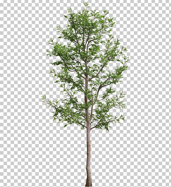 Architectural Rendering Tree PNG, Clipart, 3d Computer Graphics, Architectural Rendering, Architecture, Autocad, Branch Free PNG Download