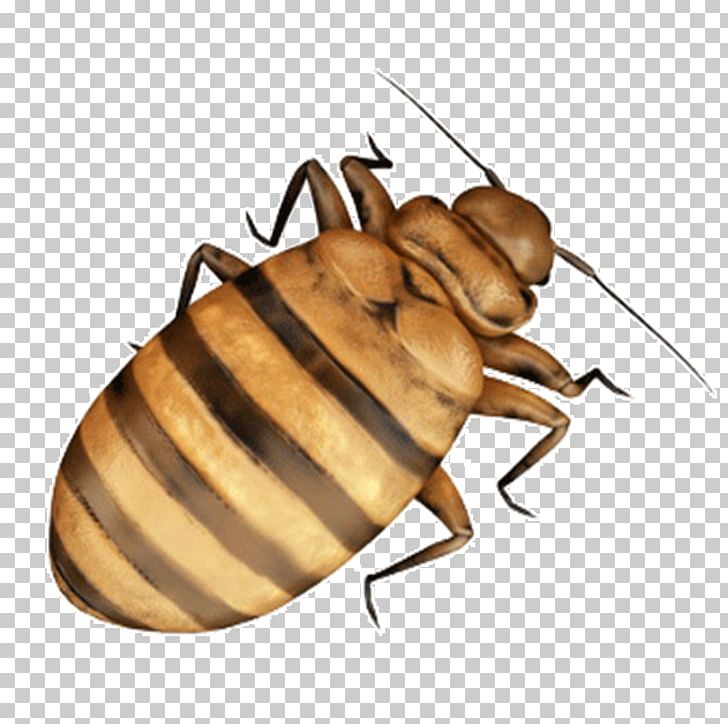 Cockroach Bed Bug Insect PNG, Clipart, Animals, Arthropod, Bed, Bedbug, Bed Bug Free PNG Download