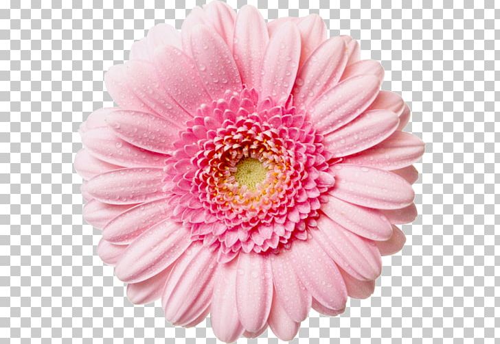 Flower Common Daisy PNG, Clipart, Asterales, Chrysanths, Closeup, Common Daisy, Common Sunflower Free PNG Download