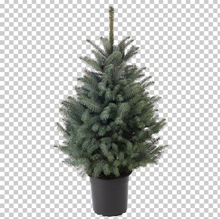 Spruce Christmas Ornament Fir Christmas Tree Pine PNG, Clipart, Christmas, Christmas Decoration, Christmas Ornament, Christmas Tree, Conifer Free PNG Download