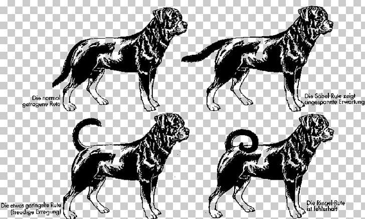 Breeding Rottweilers Pit Bull Puppy PNG, Clipart, American Kennel Club, Animals, Big Cats, Black And White, Breed Free PNG Download