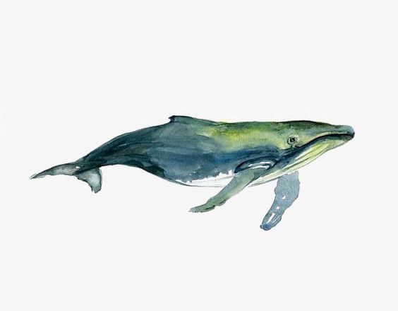 Watercolor Whale PNG, Clipart, Animal, Blue, Blue Whale, Hand Painted, Hand Painted Whale Free PNG Download