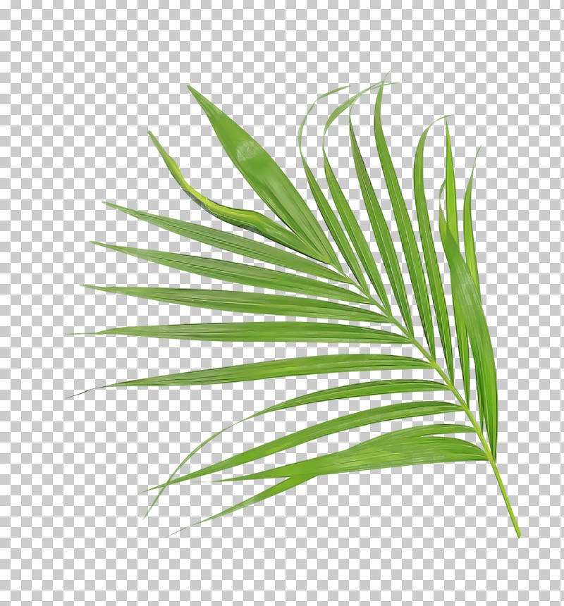 Palm Trees PNG, Clipart, Aloes, Biology, Embryophyte, Flowerpot, Grasses Free PNG Download