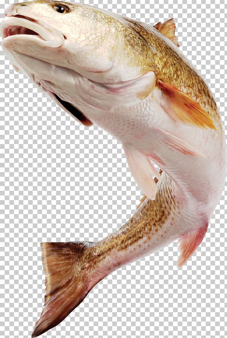 Fish Photography PNG, Clipart, Albom, Animal, Animals, Animal Source Foods, Aquarium Fish Free PNG Download